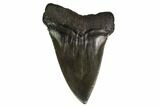 Large, Fossil Mako Shark Tooth - Georgia #158763-1
